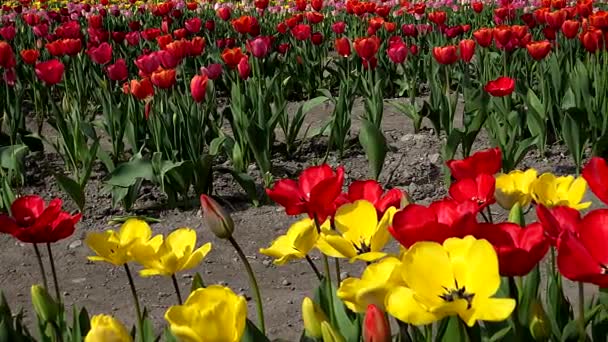Spektakuläres Feld Bunter Tulpen Frühling — Stockvideo
