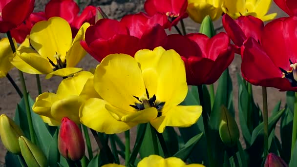 Frühlingslandschaft Mit Roten Und Gelben Tulpen — Stockvideo