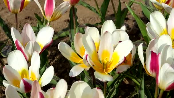 Tulipany Żółtymi Czerwonymi Smugami — Wideo stockowe