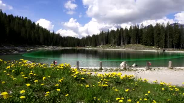 Αλπική Λίμνη Σμαραγδένια Πράσινα Νερά Και Κίτρινα Λουλούδια — Αρχείο Βίντεο