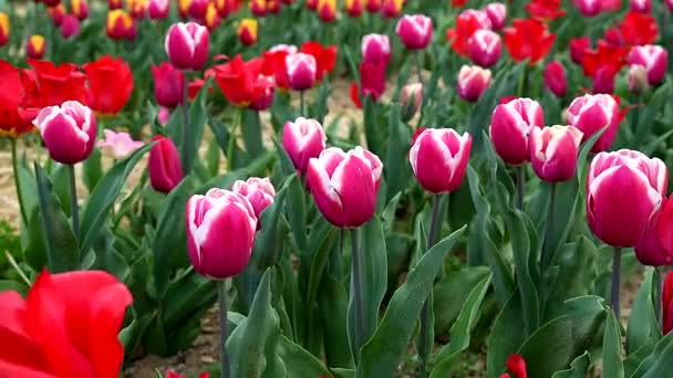 Tęcza Płatków Podróż Wśród Wielobarwnych Tulipanów — Wideo stockowe