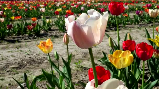 Taniec Kolorów Wśród Tulipanów — Wideo stockowe