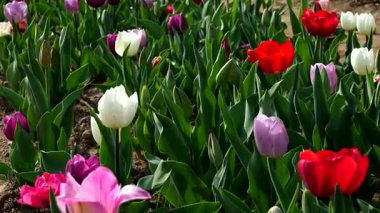 Çok renkli Çiçek, lalelerin Büyüsü