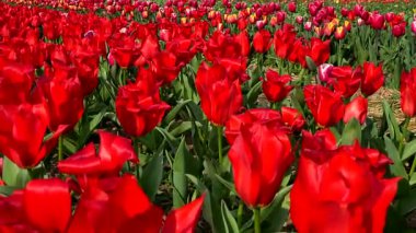 Kırmızı lale tarlasında muhteşem bir manzara.