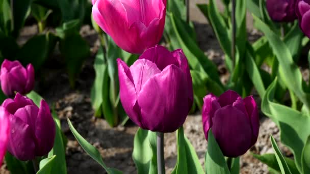 Весной Розовые Тюльпаны — стоковое видео
