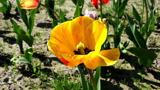 Gold Unter Den Blütenblättern Ein Feld Gelber Tulpen — Stockvideo