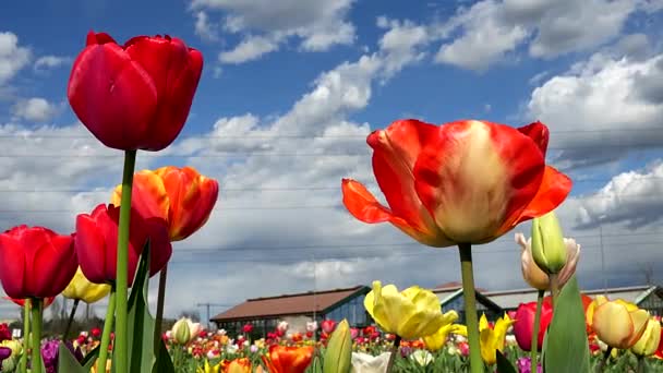 Разноцветный Цветок Великолепие Тюльпанов — стоковое видео