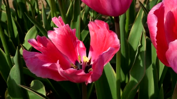 Tulipan Papuga Kwitnie Wiosną — Wideo stockowe