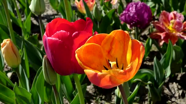 Весной Радуга Цветущих Тюльпанов — стоковое видео