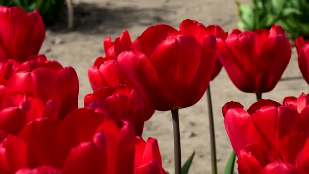 Paixão Vermelha Tulipa Que Conquista — Vídeo de Stock