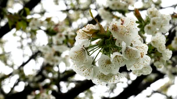 Весна Цвітіння Магія Чорних Вишневих Квітів — стокове відео
