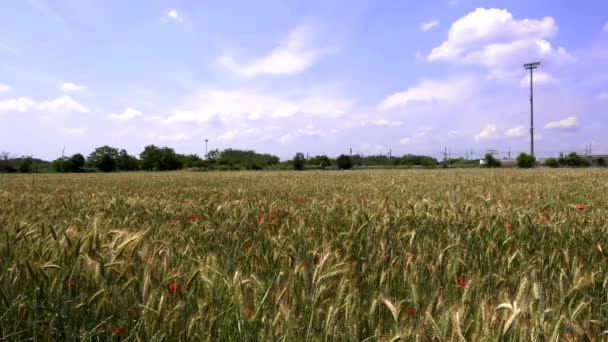 小麦畑の春の風景 — ストック動画