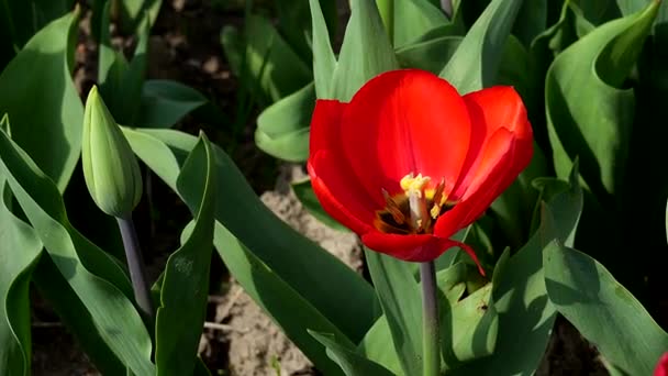 Tulipa Vermelha Beleza Lenda — Vídeo de Stock