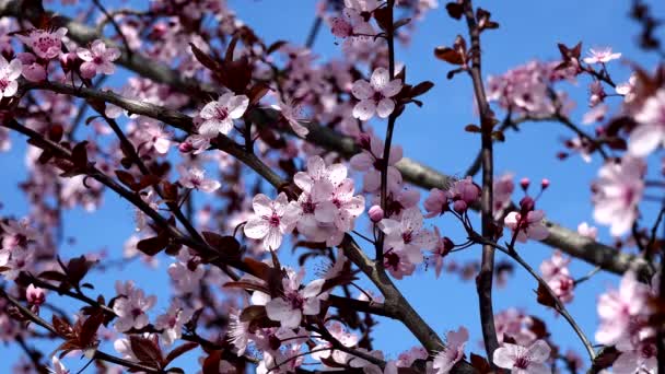 Wiosną Kwiaty Wiśni Błękitne Niebo — Wideo stockowe