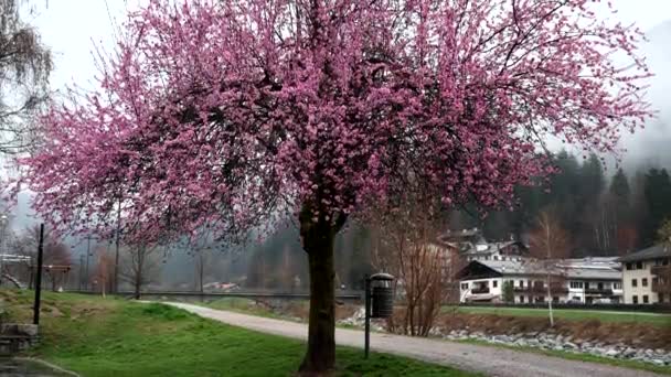 Dolomitská Krajina Kvetoucími Třešněmi — Stock video