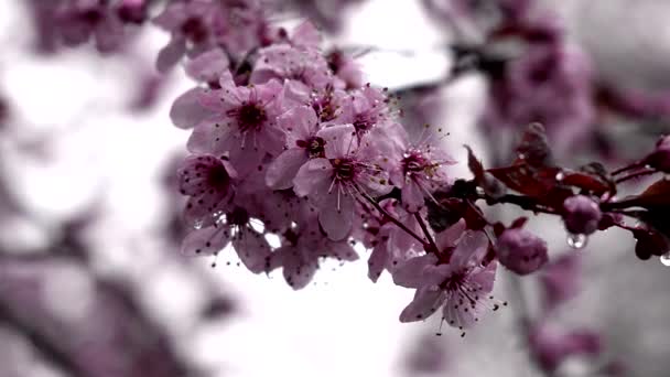 Цвіте Вишня Під Дощем — стокове відео