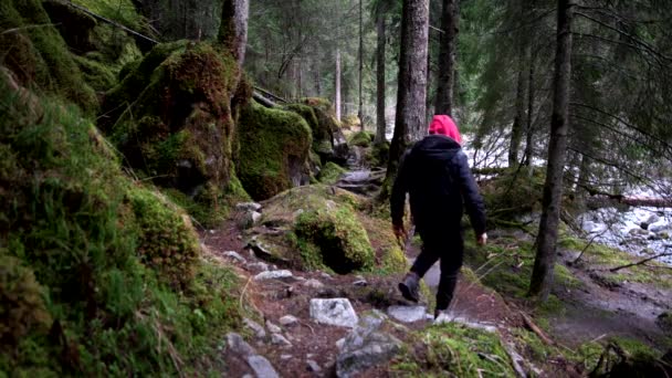 在北欧的一个森林里 神奇的远足路线 — 图库视频影像