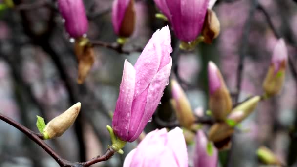 Рослина Рожевою Квіткою Навесні Під Дощем — стокове відео