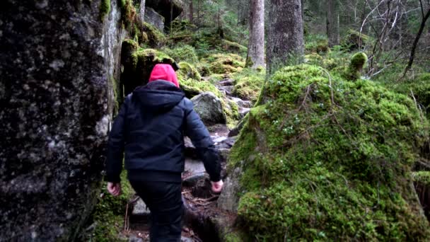 Caminho Trekking Uma Floresta Norte Europa — Vídeo de Stock