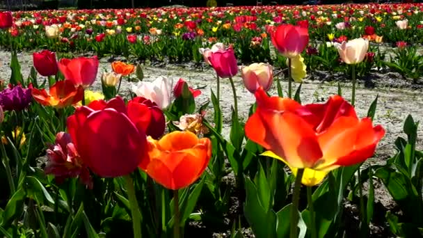 Цветущие Тюльпаны Зрелище Красок — стоковое видео