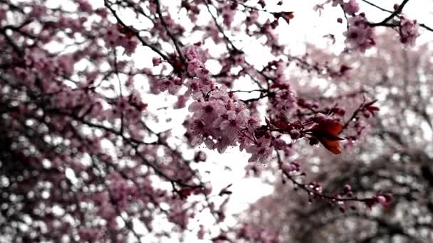 Kwitnące Drzewo Wiśni Deszczu — Wideo stockowe
