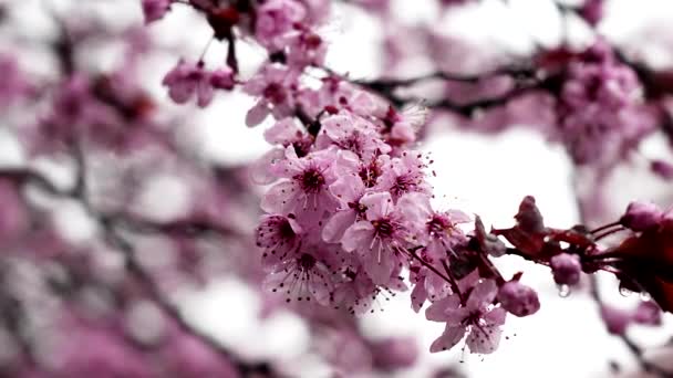 雨の中の桜 — ストック動画