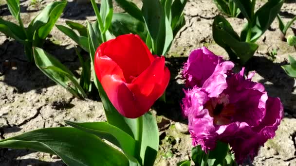 Kolory Rozkwicie Magia Wśród Tulipanów — Wideo stockowe