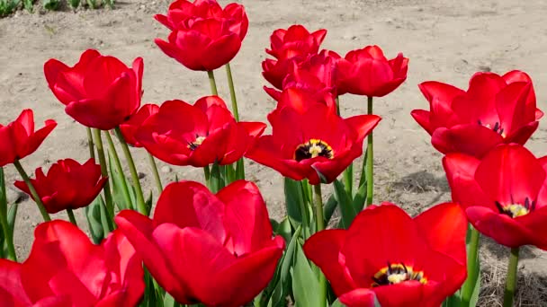 Fantastiska Röda Tulpaner Våren — Stockvideo