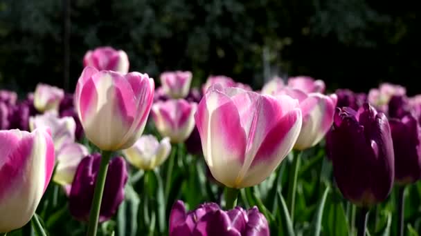 Rosa Und Weiße Tulpen Frühling — Stockvideo