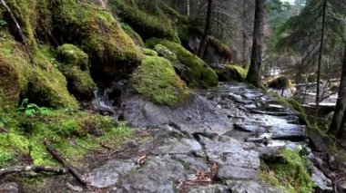 Toprağın nefesi, İskandinav ormanlarını keşfediyor..