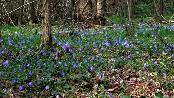 Wiosenny Urok Fioletowe Kwiaty Lesie — Wideo stockowe