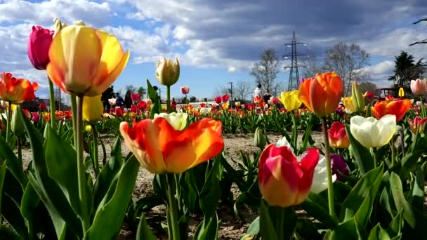 Symphonie Der Farben Blühende Tulpen — Stockvideo