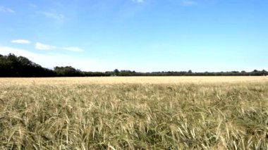 Buğday tarlasında altın yansımalar