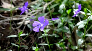 Ormanda bir leylak çiçeği