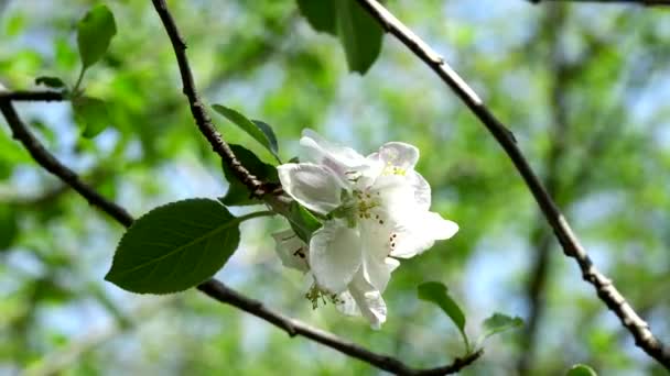 Una Planta Con Una Flor Blanca Bosque — Vídeo de stock