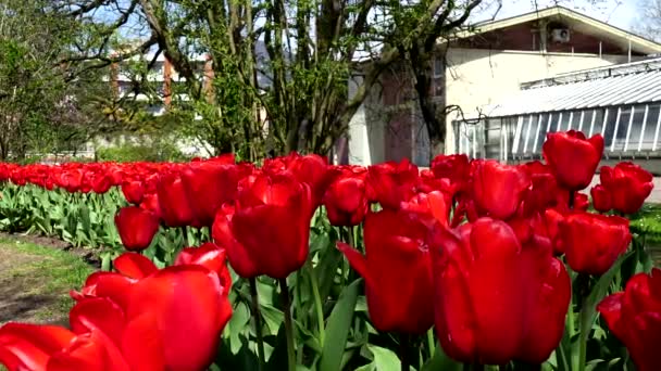 Tonos Rojo Tulipanes Flor — Vídeo de stock