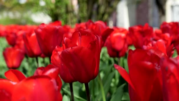 Promenade Parmi Les Tulipes Rouges Vagues Couleur — Video