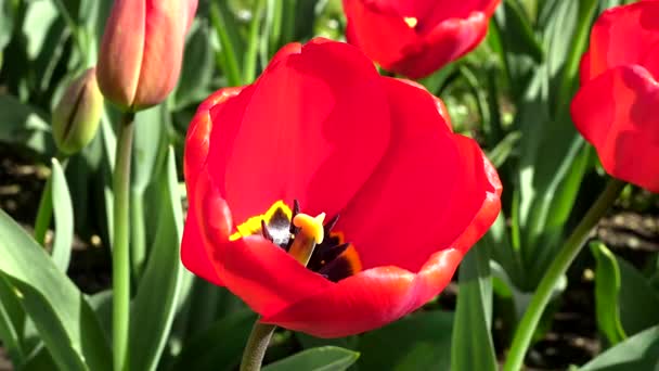 Kırmızının Gölgeleri Çiçek Açan Laleler — Stok video