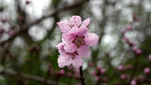 Růžový Tanec Kouzlo Třešňových Květů — Stock video