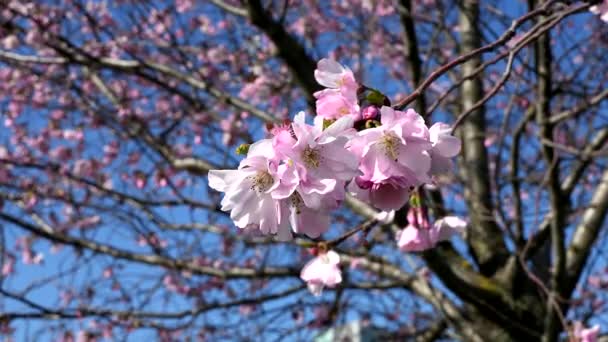 Tavaszi Lehelet Táncoló Cseresznyevirág — Stock videók