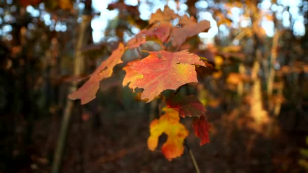森の木々の間の秋の旅 — ストック動画