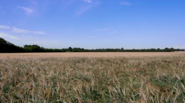 Buğday Tarlasında Bahar Manzarası