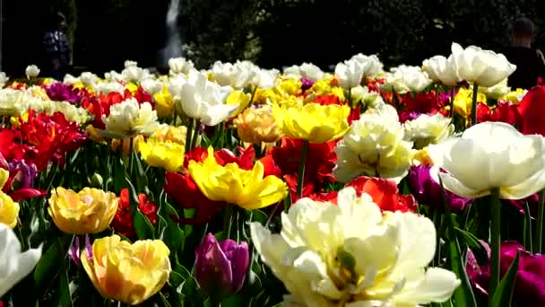 色とりどりのチューリップと春の風景 — ストック動画
