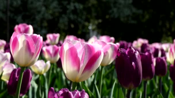 Encanto Primaveral Despertar Los Tulipanes — Vídeos de Stock