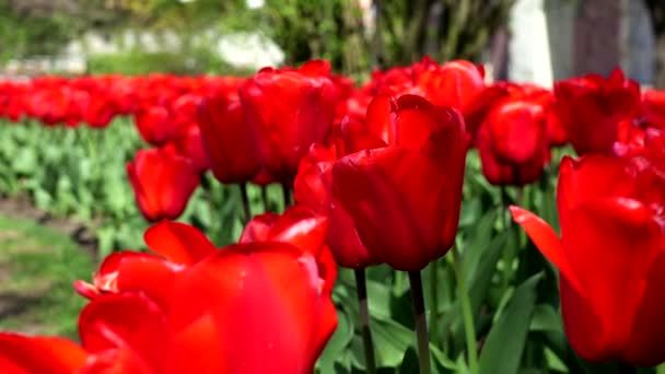 Bunga Tulip Merah — Stok Video