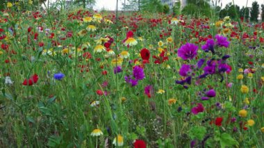 Çiçek gösterisi, binlerce tonda büyüleyici bir çiçek tarlası.
