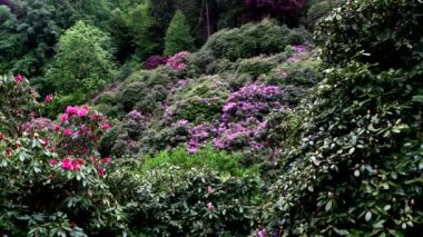 Rododendronların yağmuru altında muhteşem bahar çiçekleri açıyor.