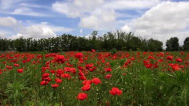  Baharda harika haşhaş tarlası