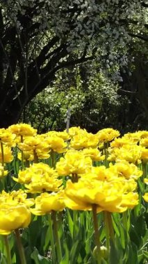 Dikey - Sarı lale tarlasının büyüsü