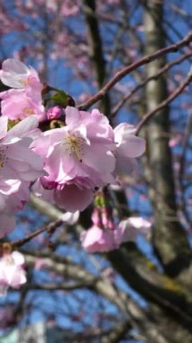 Dikey - Baharın nefesi, dans eden kiraz çiçekleri.